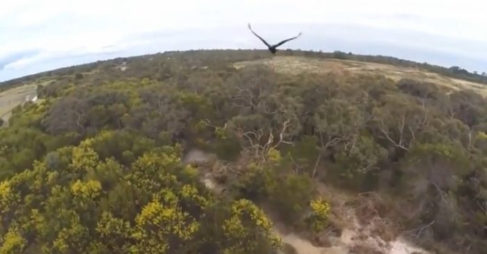 Video: Orel se vypořádal s dronem po svém