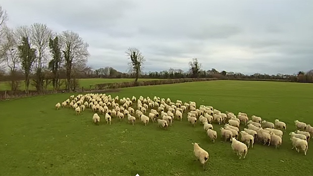 Nahánění stáda ovcí zachyceno dronem